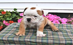 English Bulldog dogs for sale: Boots - Image 3