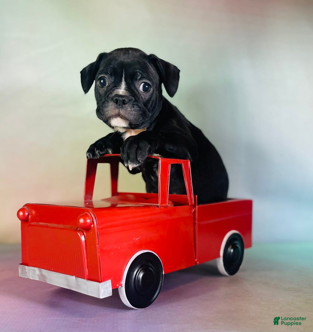 Frenchton dogs for sale: Colby Dna Clear - Image 2