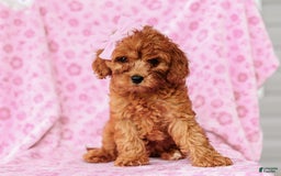 Cavapoo dogs for sale: Brooke - Image 4