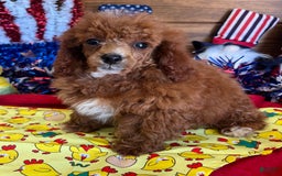 Toy Poodle dogs for sale: Elvis - Image 1