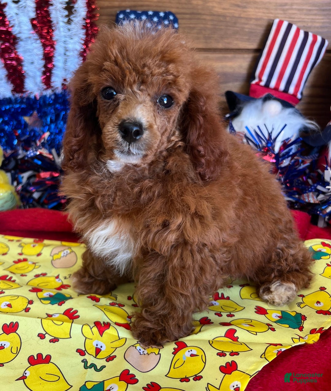 Toy Poodle dogs for sale: Elvis - Image 1