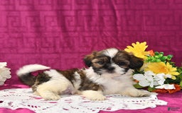 Shih Tzu dogs for sale: Dallas - Image 5