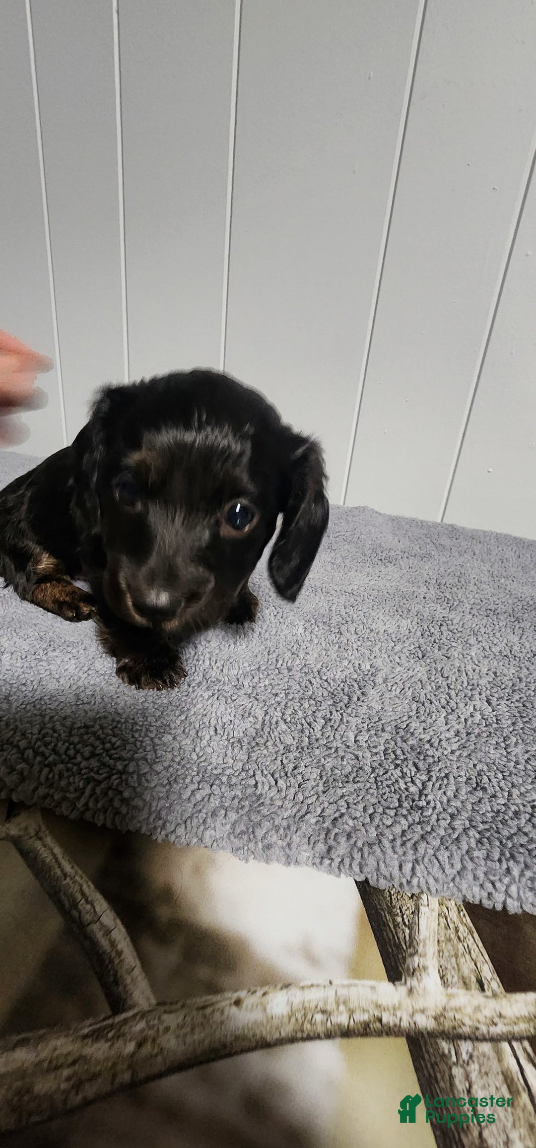 Miniature Dachshund dogs for sale: Maya - Image 2