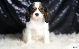 Cavalier King Charles Spaniel dogs for sale: Emerald - Image 2