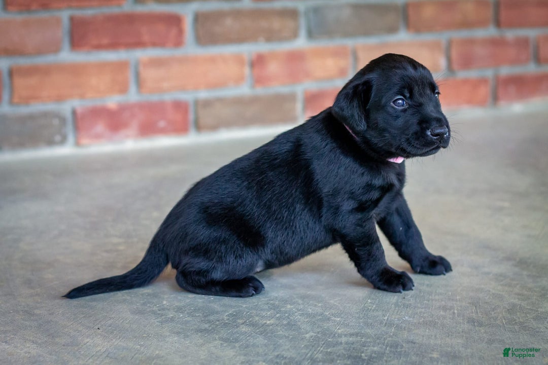 Labrador Retriever dogs for sale: Raven - Image 1