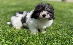 Maltipoo dogs for sale: Panda - Image 2
