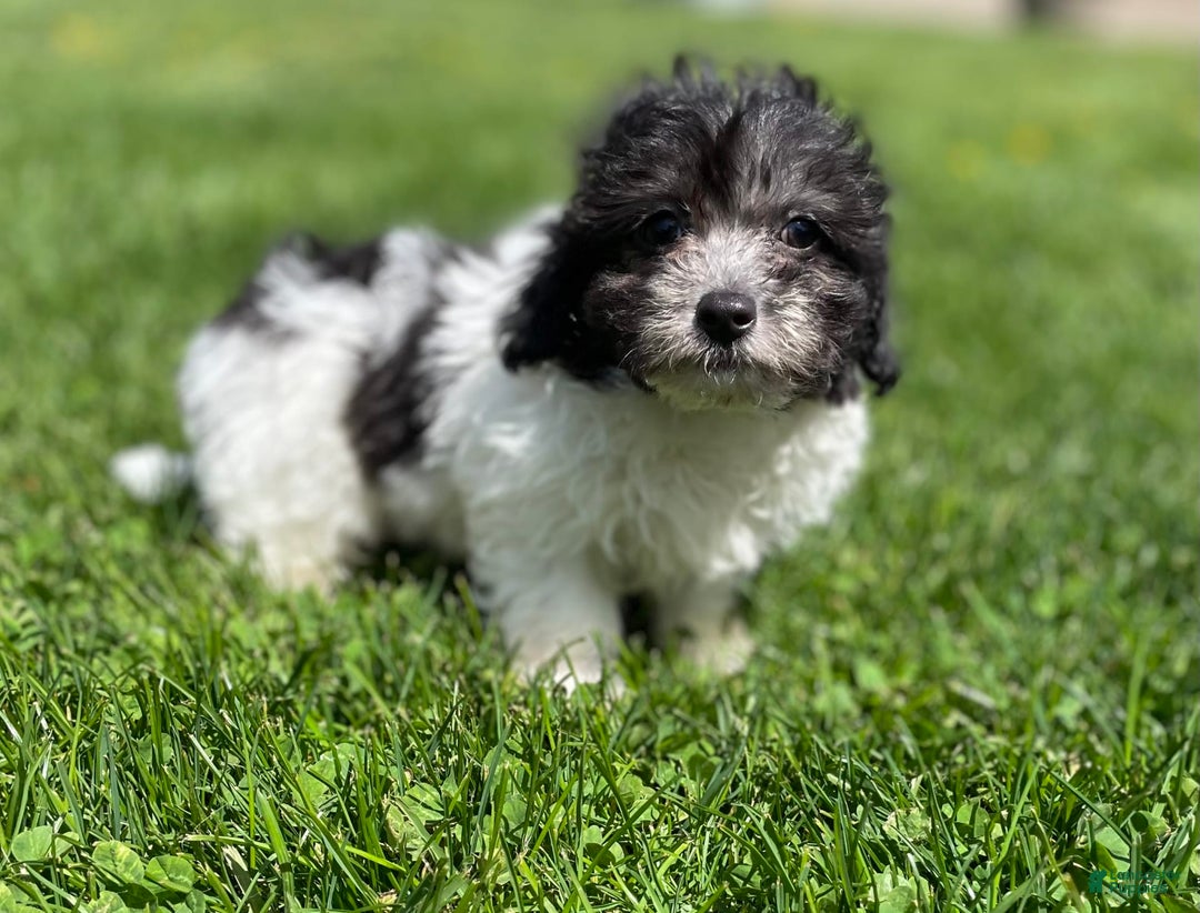 Maltipoo dogs for sale: Panda - Image 2