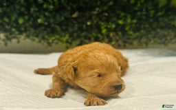Miniature Poodle dogs for sale: Seven - Image 3
