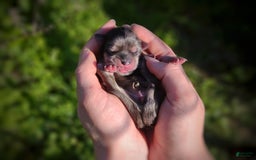 Morkie dogs for sale: Rare Merle Butterfly - Image 10