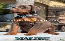 Doberman Pinscher dogs for sale: Malibu - Image 22