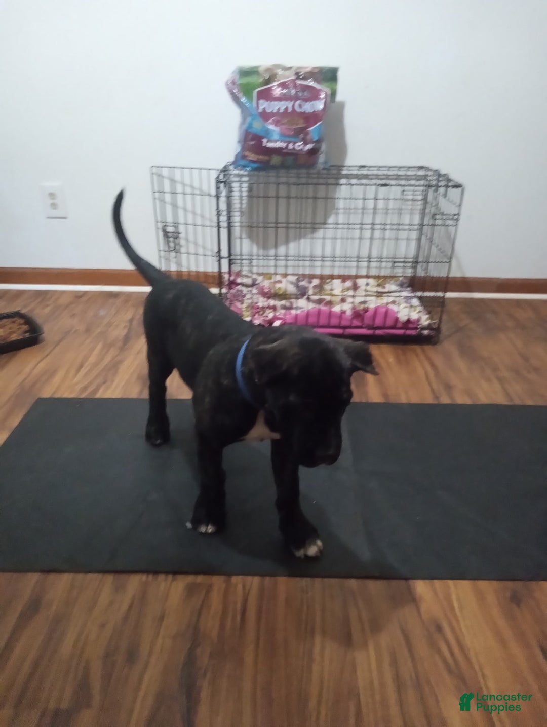 Cane Corso dogs for sale: Broco - Image 2