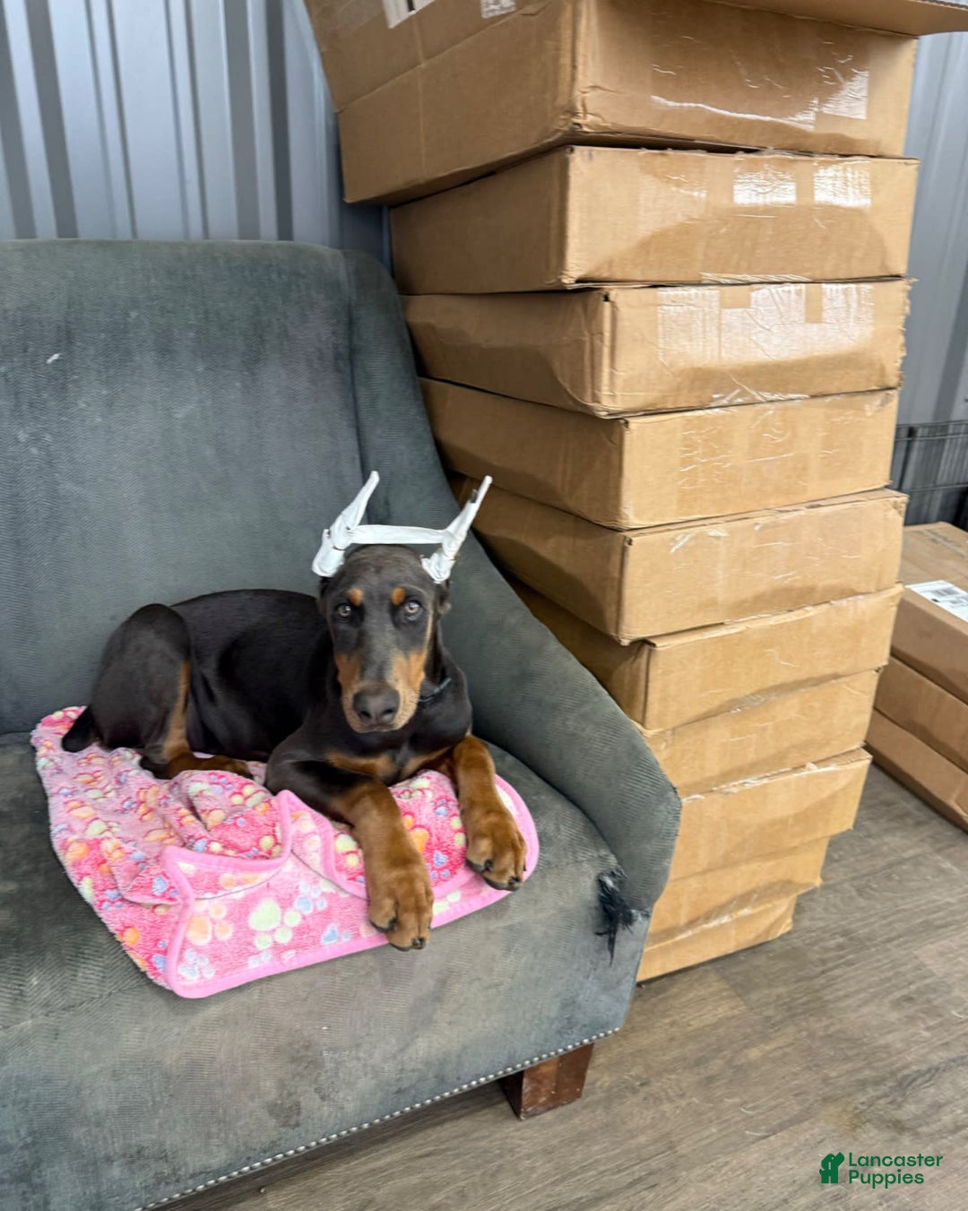 Doberman Pinscher dogs for sale: Bean - Image 3