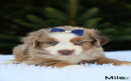 Miniature Australian Shepherd dogs for sale: Milo - Image 1