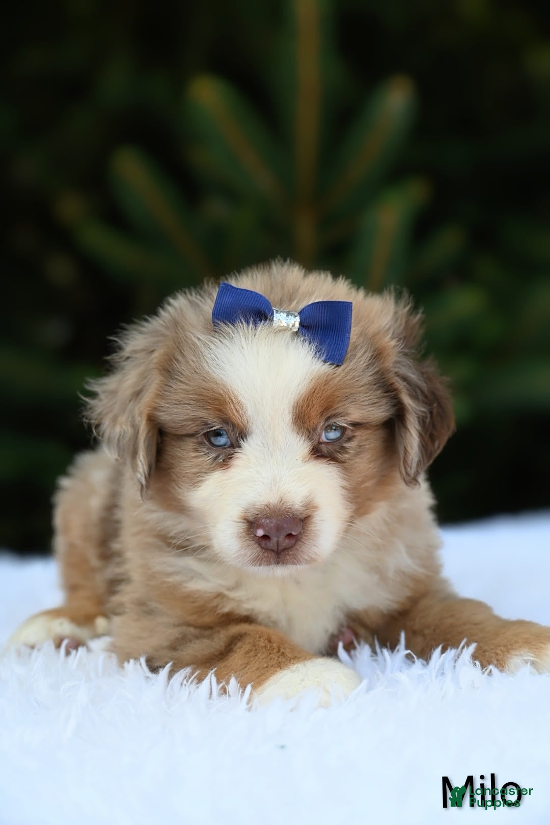 Miniature Australian Shepherd dogs for sale: Milo - Image 1