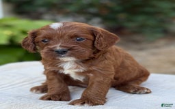 Cavapoo dogs for sale: Lincoln - Image 20