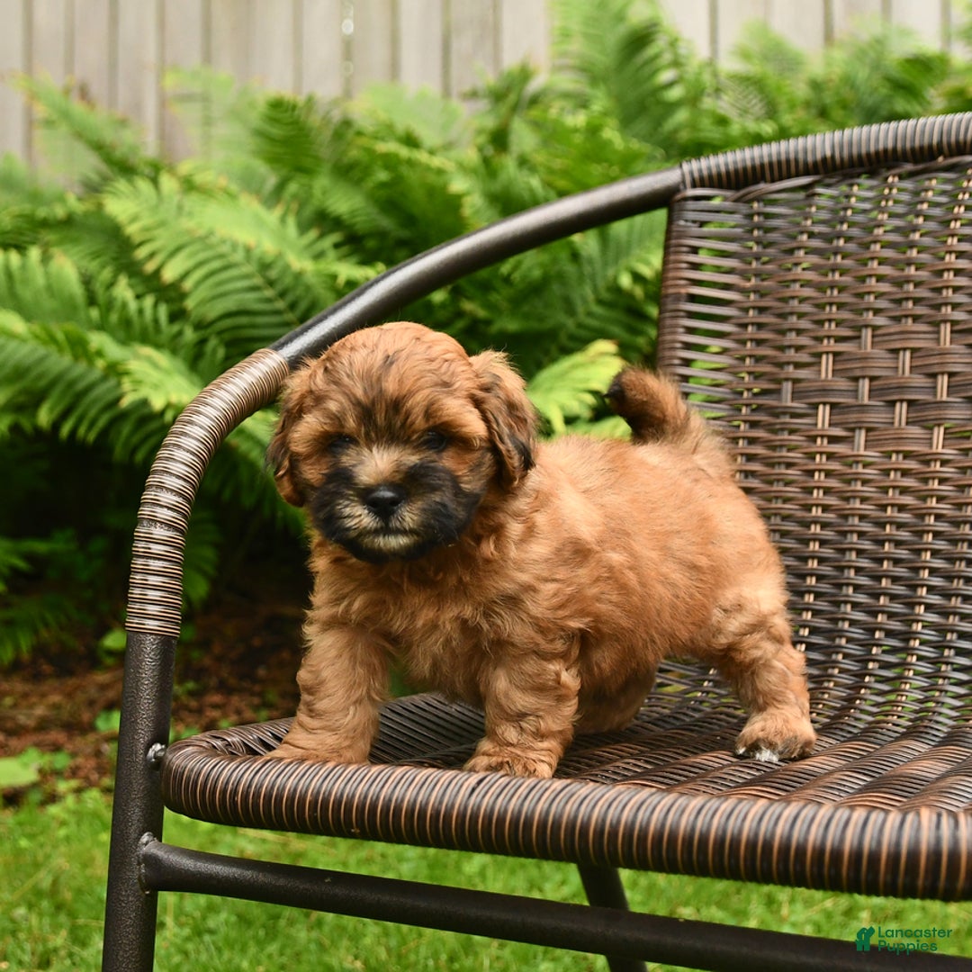 Shihpoo dogs for sale: Jasper - Image 6