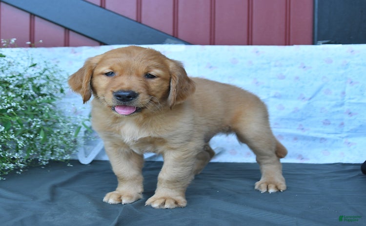 Golden Retriever dogs - Advert 3