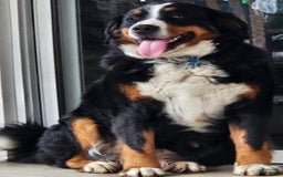 Bernedoodle dogs for sale: Pinky - Image 2