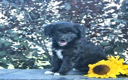 Aussiedoodle dogs for sale: Fern - Image 2