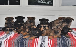 German Shepherd dogs for sale: Kelsey - Image 2