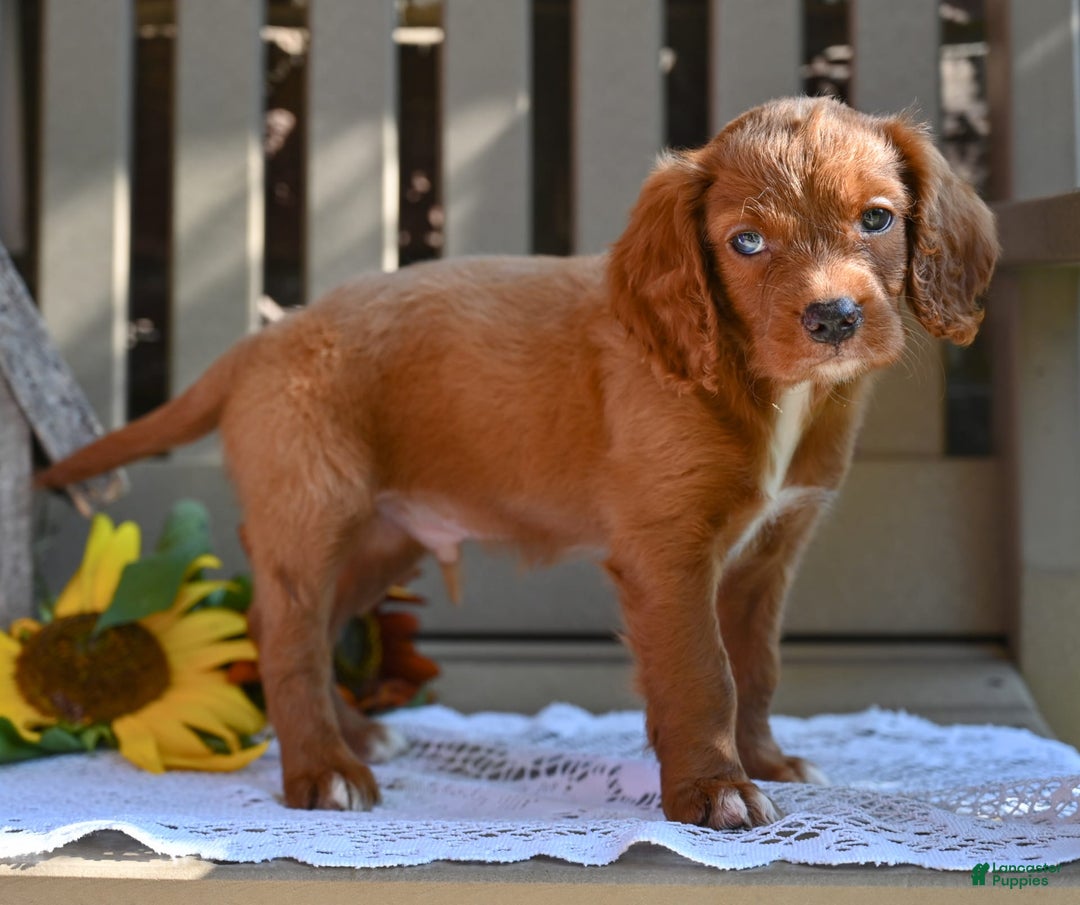 Cavapoo dogs for sale: Rhett - Image 3