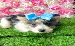 Yorkshire Terrier dogs for sale: Patrick Starr - Image 48