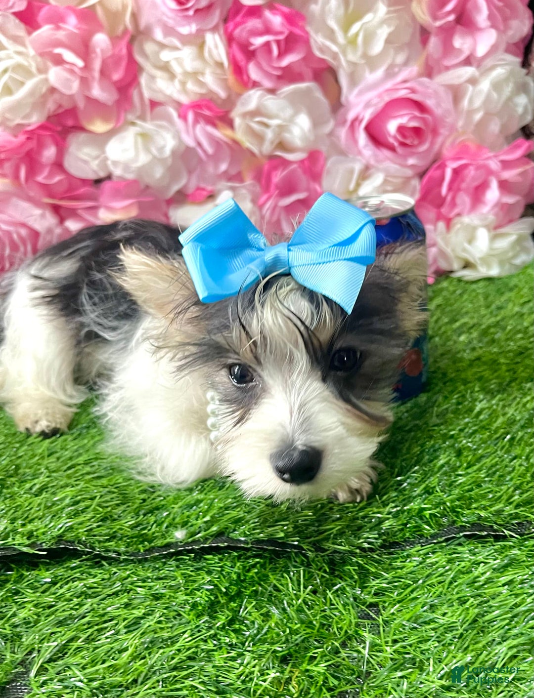 Yorkshire Terrier dogs for sale: Patrick Starr - Image 48
