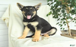 Gerberian Shepsky dogs for sale: Moonlight - Image 2