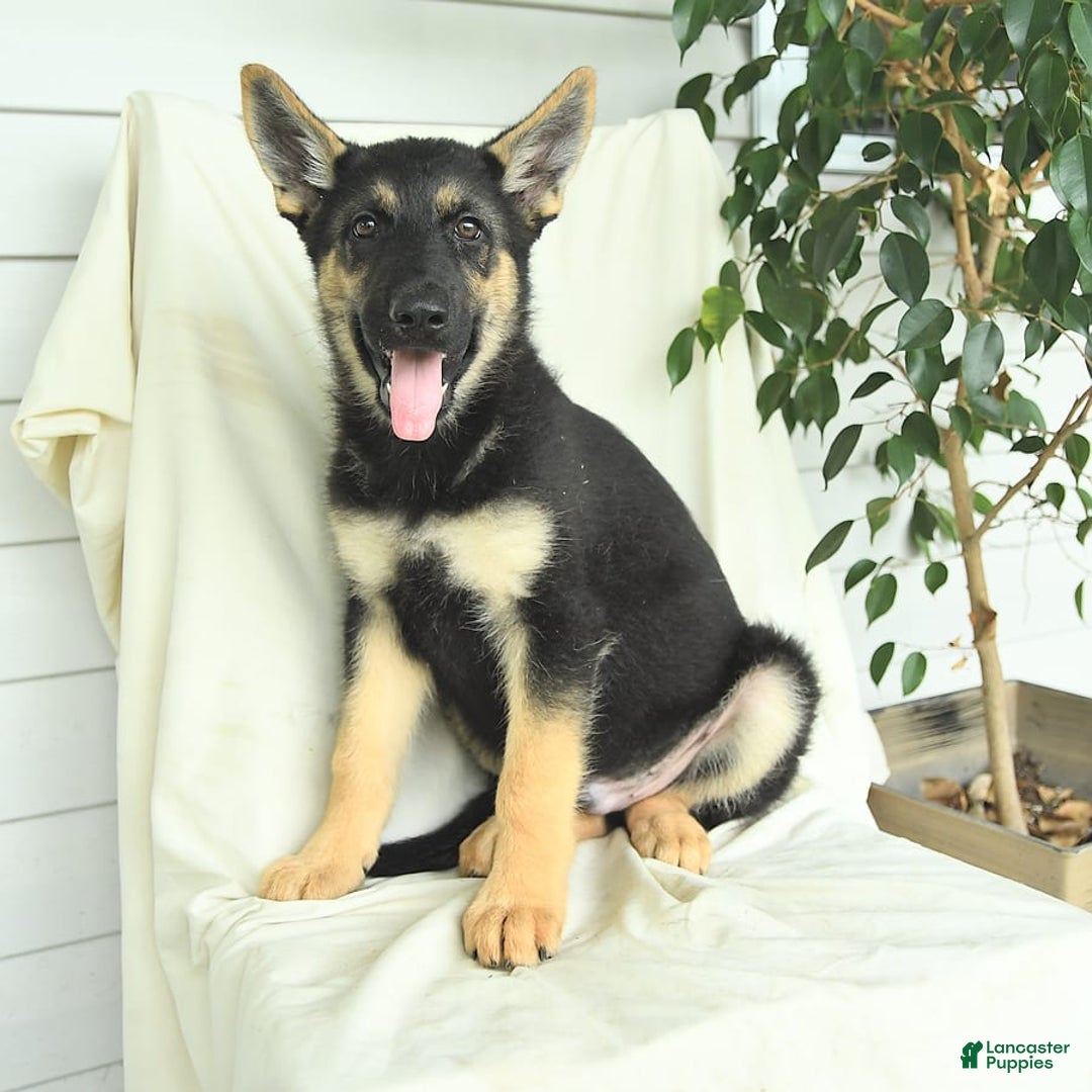 Gerberian Shepsky dogs for sale: Moonlight - Image 2