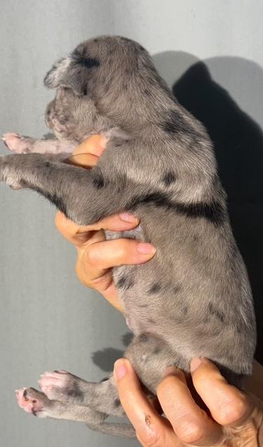 Great Dane dogs for sale: Lucy - Blue Merle - Image 5