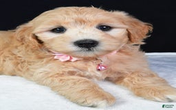 Maltipoo dogs for sale: Beauty - Image 8