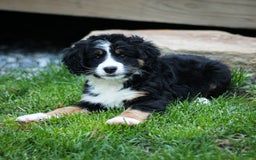 Mini Bernedoodle dogs for sale: Rue - Image 9