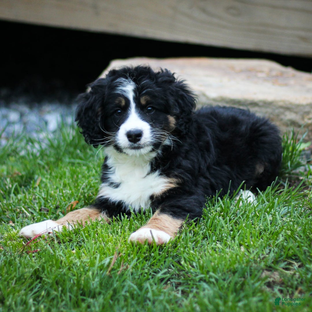 Mini Bernedoodle dogs for sale: Rue - Image 9