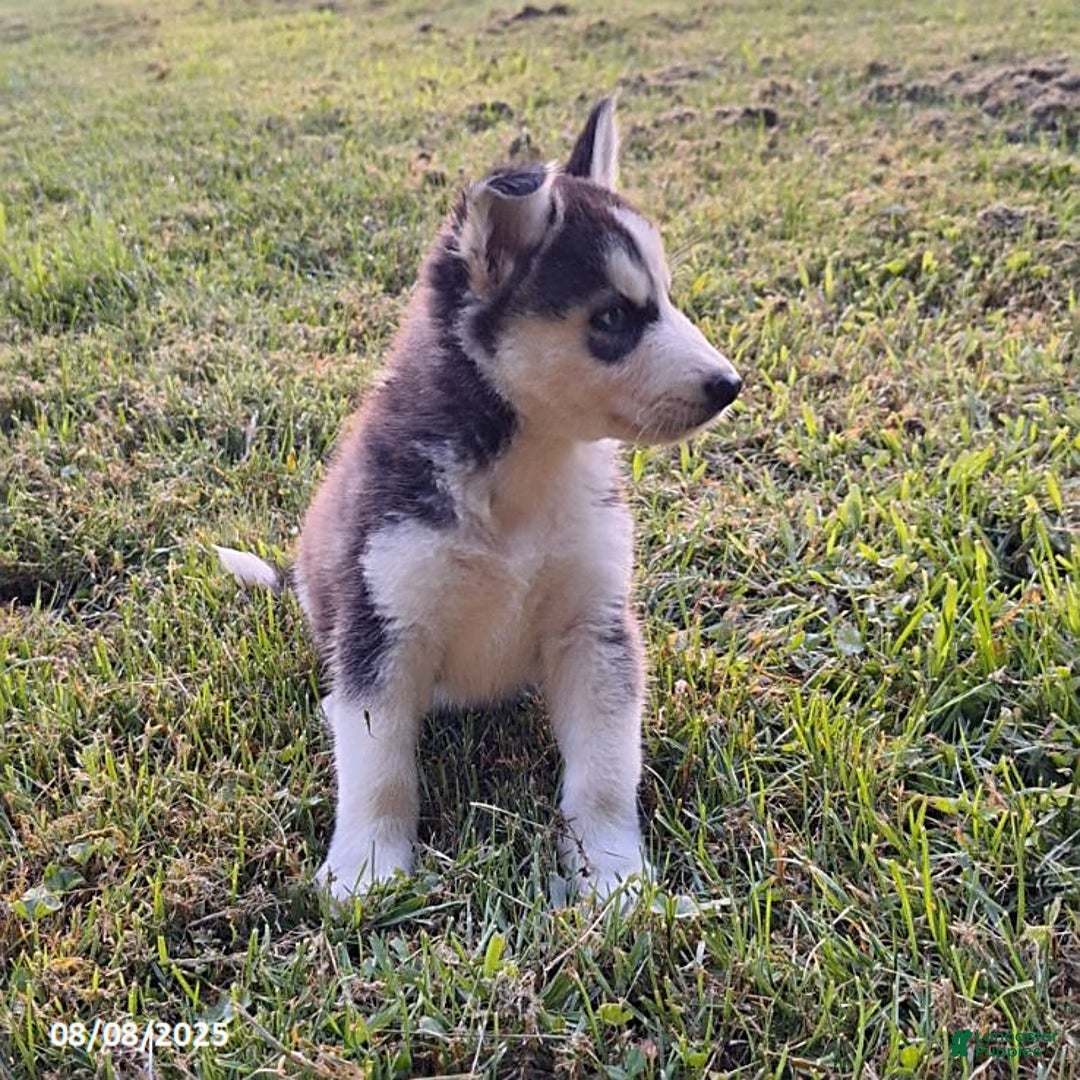 Gerberian Shepsky dogs for sale: Axel - Image 3