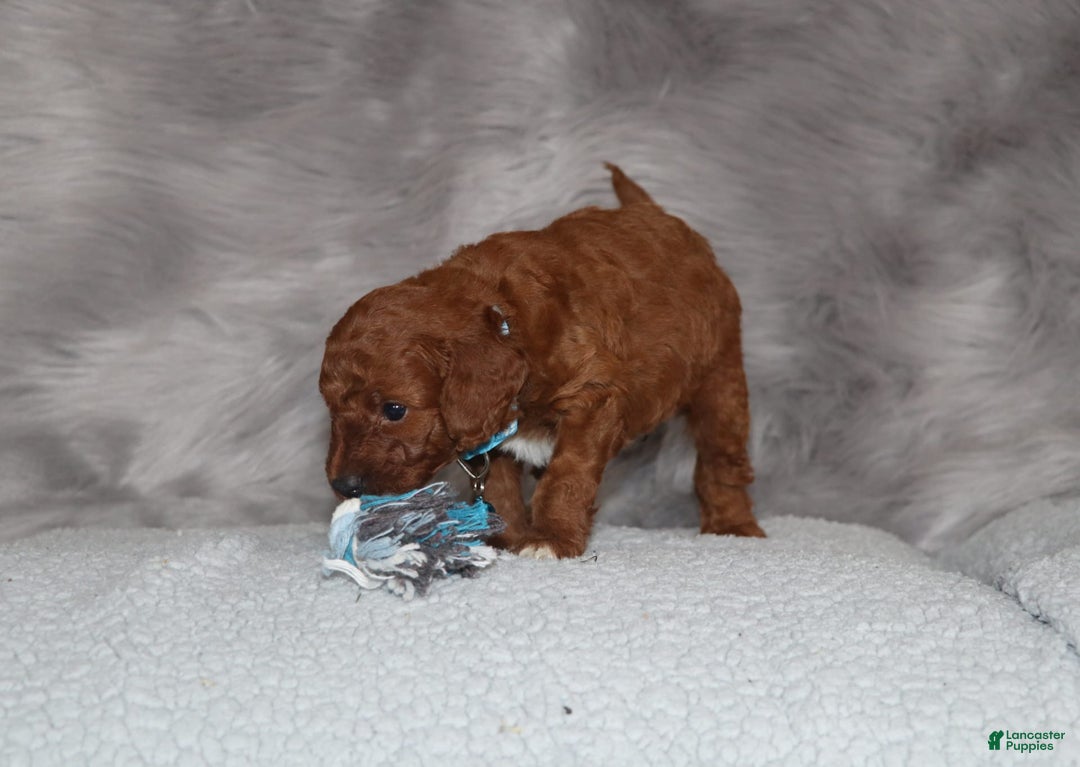 Mini Goldendoodle dogs for sale: Clint - Image 8
