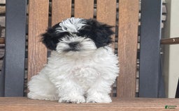 Shih Tzu dogs for sale: Teddy - Image 8