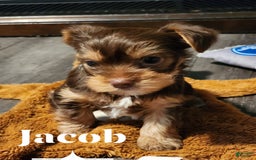 Yorkshire Terrier dogs for sale: Jacob - Image 1