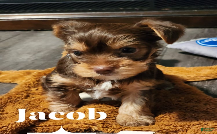 Yorkshire Terrier dogs for sale - Ad 4