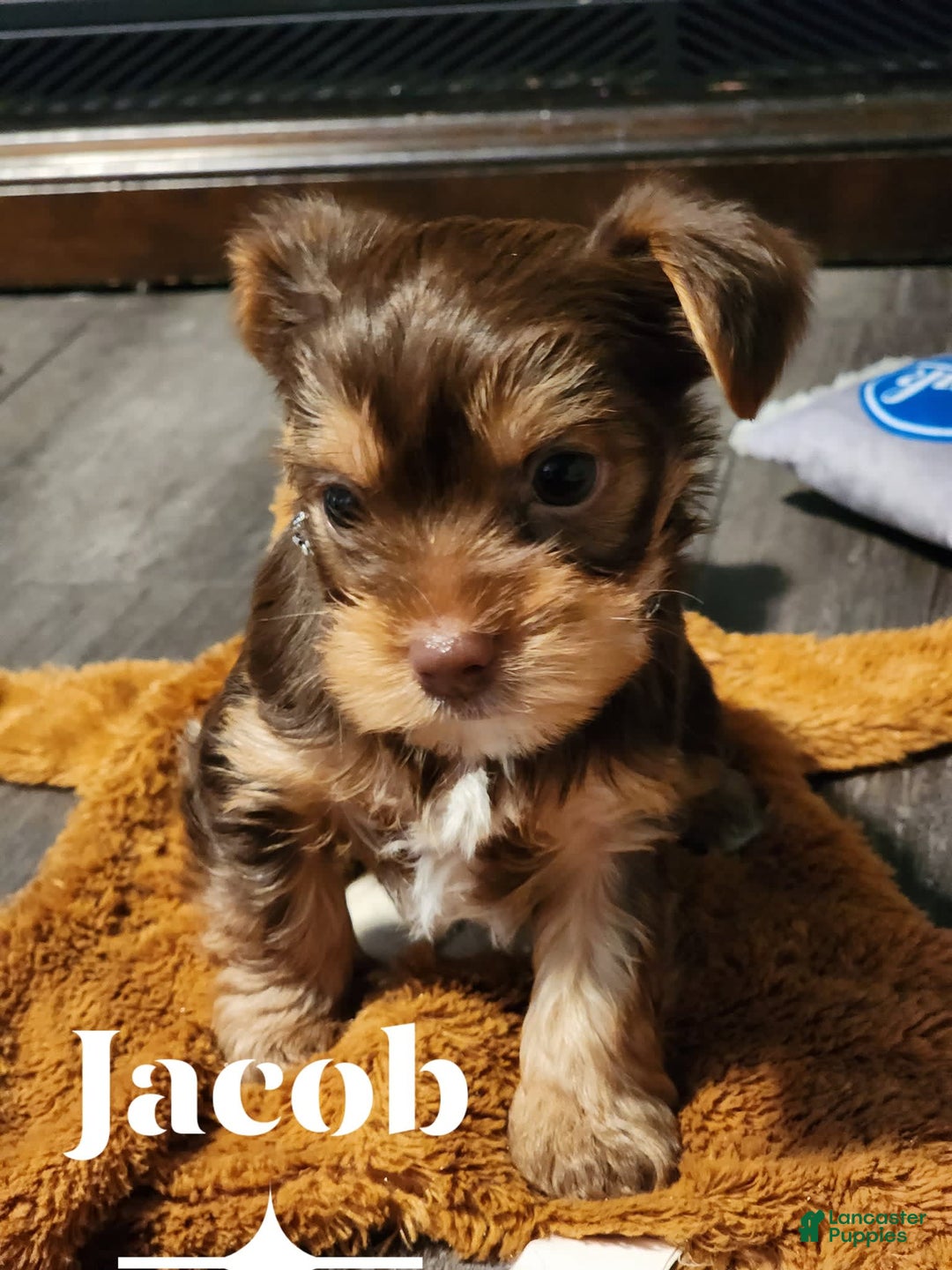 Yorkshire Terrier dogs for sale: Jacob - Image 1