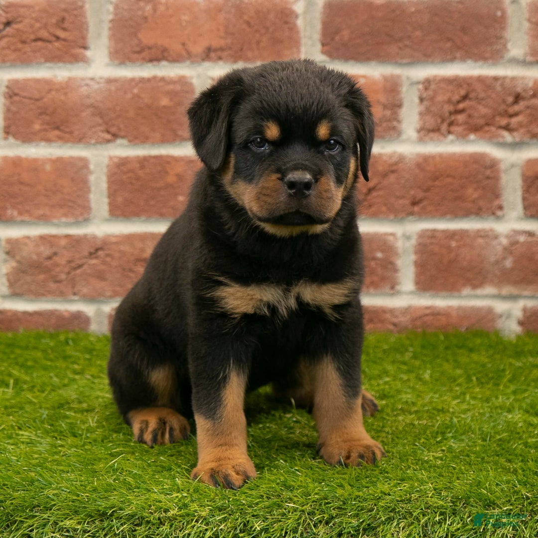 Rottweiler dogs for sale: Diesel - Listing for pets: Hunter, Lightining, Elliot, Diesel - Image 7
