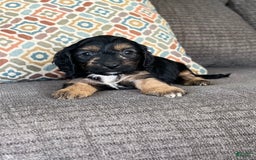 Cavapoo dogs for sale: Lads - Image 3