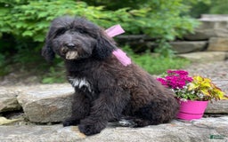 Standard Poodle dogs for sale: Gypsy - Image 16