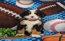 Bernese Mountain Dog dogs for sale: Floyd - Image 5