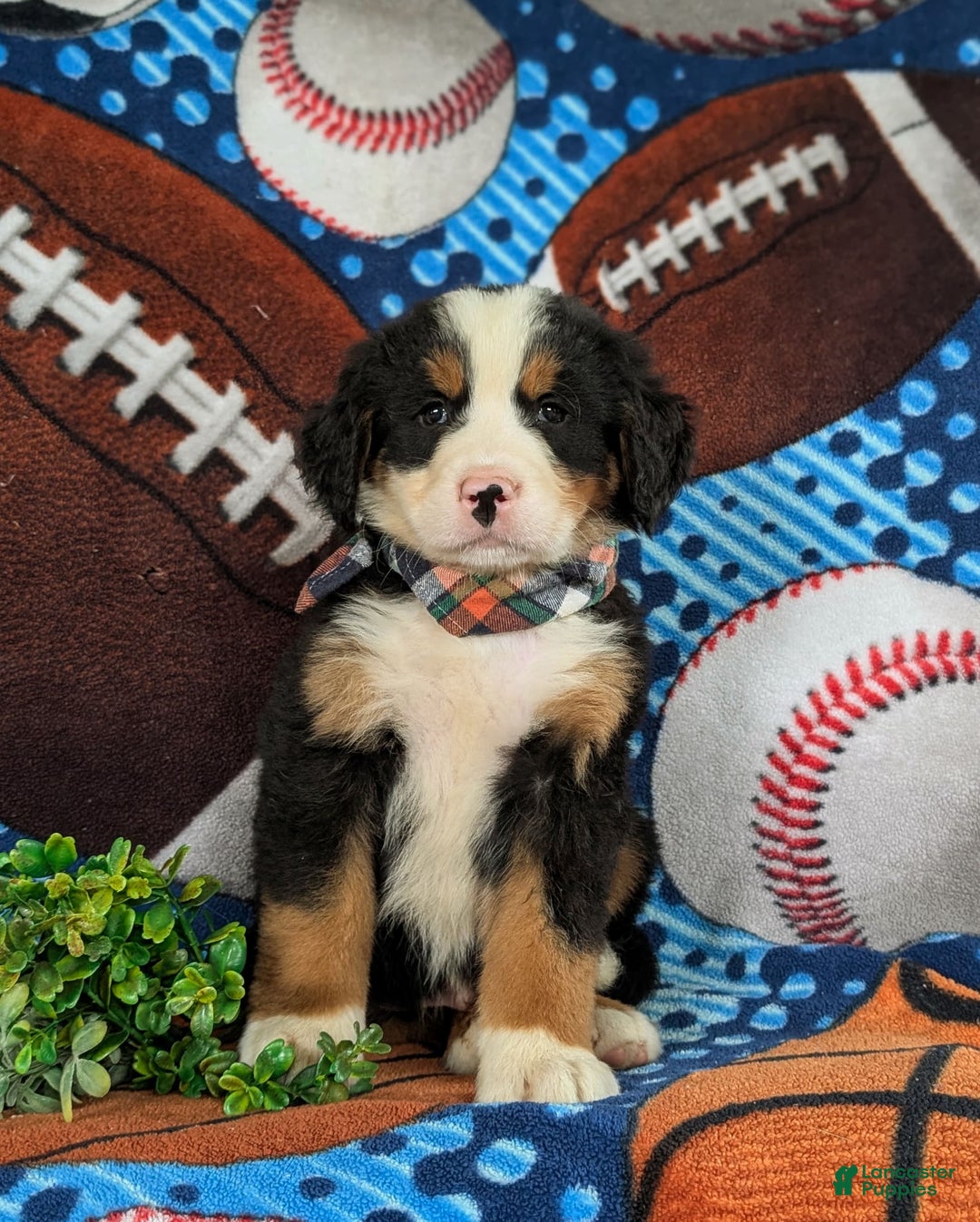 Bernese Mountain Dog dogs for sale: Floyd - Image 5