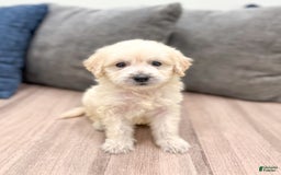 Mini Goldendoodle dogs for sale: Baxter - Image 9