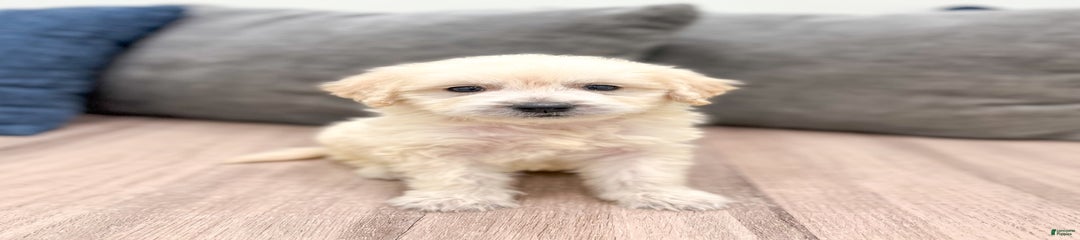 Baxter