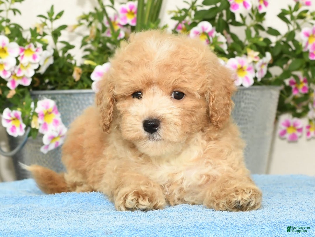 Bichpoo dogs for sale: Sport - Image 3