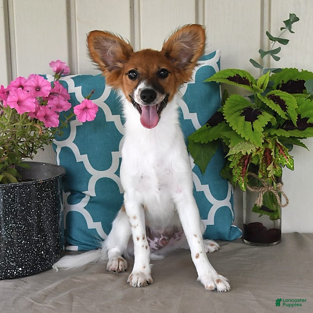 Papillon dogs for sale: Pongo - Image 3
