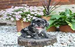 Cocker Spaniel dogs for sale: Callie - Image 2