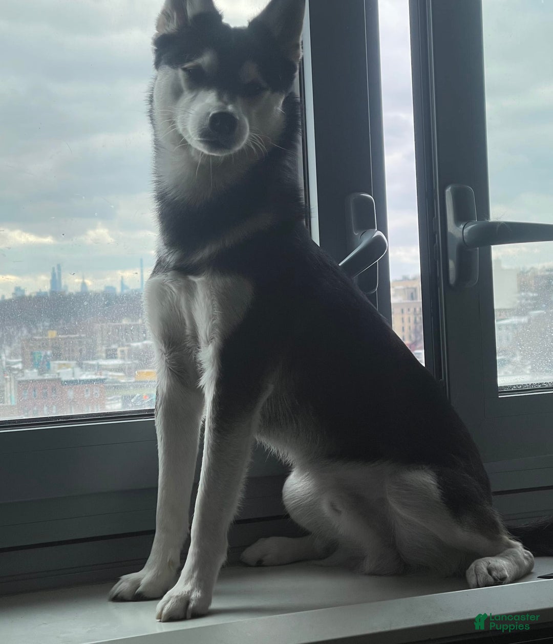 Alaskan Klee Kai dogs for sale: Naymeria - Image 17